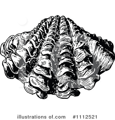 Seashells Clipart #1112521 by Prawny Vintage