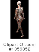 Skeleton Clipart #1059352 by KJ Pargeter