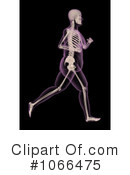 Skeleton Clipart #1066475 by KJ Pargeter