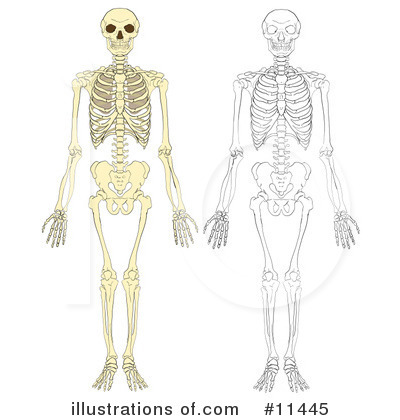 Royalty-Free (RF) Skeleton Clipart Illustration by AtStockIllustration - Stock Sample #11445
