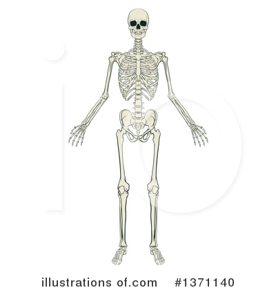 Royalty-Free (RF) Skeleton Clipart Illustration by AtStockIllustration - Stock Sample #1371140