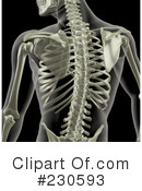 Skeleton Clipart #230593 by KJ Pargeter