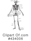 Skeleton Clipart #434006 by BestVector
