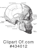 Skull Clipart #434012 by BestVector