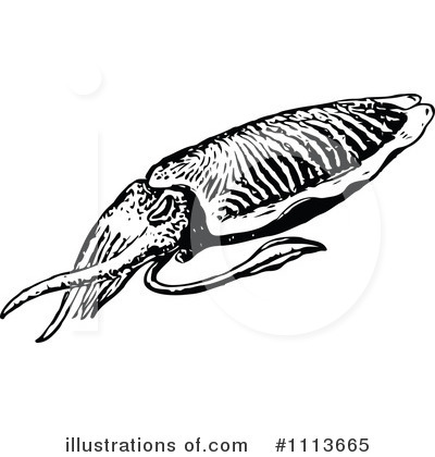 Cuttlefish Clipart #1113665 by Prawny Vintage