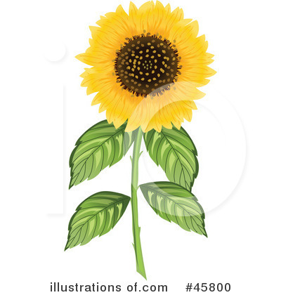 Royalty-Free (RF) Sunflower Clipart Illustration by Pams Clipart - Stock Sample #45800