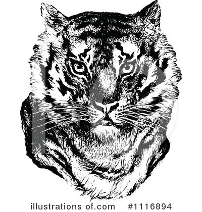 Wildcat Clipart #1116894 by Prawny Vintage