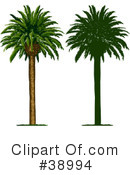 Tree Clipart #38994 by Tonis Pan