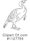 Turkey Bird Clipart #1127759 by Picsburg
