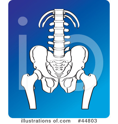 Pelvis Clipart #44803 by Lal Perera